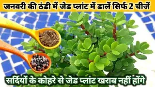 जनवरी के कोहरे और पाले में जेड प्लांट में डालें सिर्फ 2 चीज़. सर्दियों में ज़ प्लांट खराब नहीं होगा 