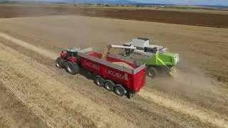 Raccolta grano 2021, Tuscania (VT). Claas Lexion 550 con barra Cressoni e Massey Ferguson 8690.