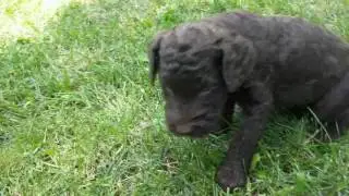 Maz X Stone - Hugo - Labradoodle