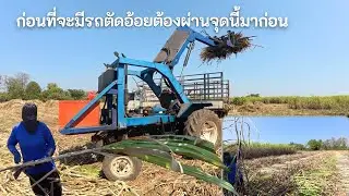 ก่อนที่มีรถตัดอ้อยต้องผ่านจุดนี้มาก่อน ปีนี้เขาตัดอ้อยมัดละเท่าไหร่ EP 486