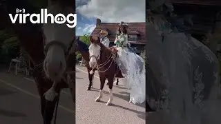 Hay... and Wedding Dresses are for Horses || ViralHog
