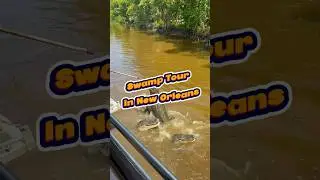 Best Alligator Swamp Tour In New Orleans 🐊