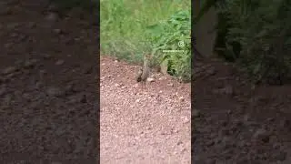 Wild Goulds Turkey Poults in New Mexico! #turkeys #birds #chicks # #wildlife #nature #babies