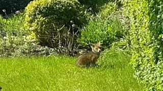 Fox in my back garden, it just doesn't care