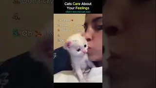 Cats Full of Emotions 🥺❤️ #shorts #funnycat #viral #youtubeshorts #catshorts