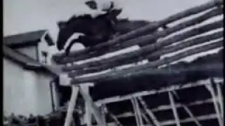 World Record Show Jumping * Huaso Horse *
