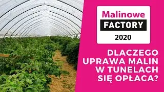 Dlaczego uprawa malin w tunelach się opłaca?