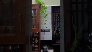 kitchen indoor plants ideas✨ money plants       #shortsfeed #santhinisart