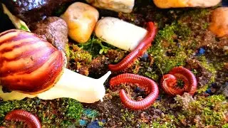 A Unique Close-up Meeting: Forest Millipede and Snail #Millipede #snail #rareencounter