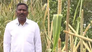ராஜஸ்தானில் விளைவிக்கக்கூடிய நாட்டு கம்பு ரக பயிர்செய்து சாதனை படைத்த விவசாயி | Malarum Bhoomi