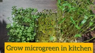 how to grow microgreen in tamil/without soil/indoor garden/kitchen garden/grow herbs indoor