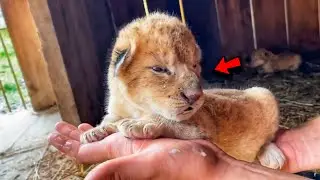 Dog Adopted Two Tiny Lion Cubs And Raised Them Like His
