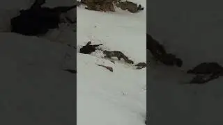 SNOW LEOPARD IN KIBBER