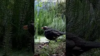 Bald Dad&rsquo;s Moment in the Sun 💚#blackbird
