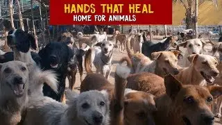 A shelter for sick and injured animals - Hands that Heal | Karnala | Navi Mumbai