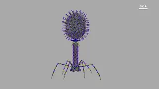 Bacteriophage T4