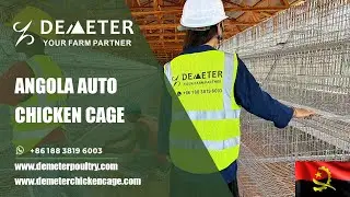 Automatic Layer Battery Chicken Cage System for 25,000 Birds Farm in Angola #chickencageangola