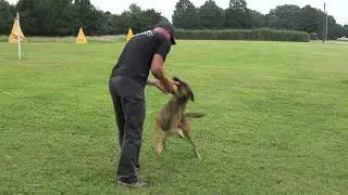 Teaching Your Dog In Motion Commands | Beginning Stages