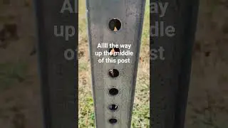 Sapling Outgrows Sign Post 🌳