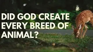 Did God Create Every Breed Of Animal? Your Questions Honest Answers