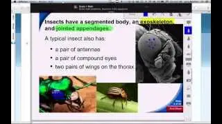 Lesson 28.3 Class Insecta, Adaptations, Metamorphosis