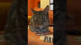 Kt&oacute;rą z tych pozycji najczęściej widzisz u swojego kota?