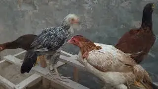 #HenCare#ChickenCare#HealthyHens#PoultryLife#AnimalCare#FarmLife#BackyardChickens #StrongHens