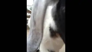 Snoopy Walking - Front View - Video #4