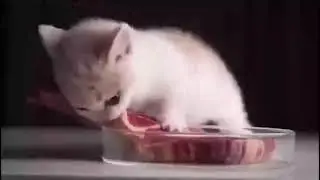 Kitten eating a steak but with BFG Division from DOOM