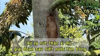 Xử lý xì mủ trên cây sầu riêng sau thời gian dài cắt nước làm bông 