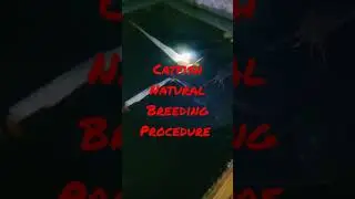 Catfish Natural Breeding Procedure