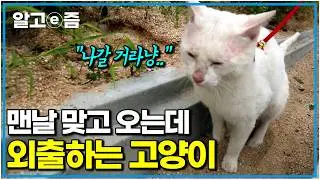 “모가지(?)가 쉬도록 아옹 아옹” 내보내 줄 때까지 울어대는 고양이. 매일 외출하는 고양이의 은밀한 비밀｜고양이를 부탁해｜알고e즘