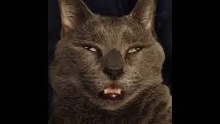 FunyFUN #Cats
