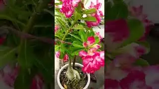 adenium blooming #shorts #pinkadenium #adeniumworld🌱🙏