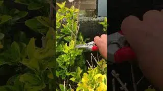 Euonymus shrub: easy clean up pruning #landscaper #garden #pruning #shrubs #euonymus #gardening