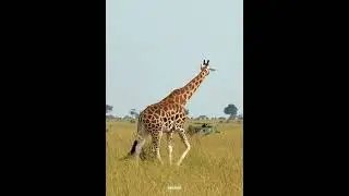 As tall as the Nubian giraffes.#bbcearth #wildlife #africa #animals #earth #nature #kids #natgeo