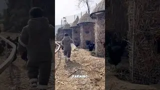 How do Chinese people raise chickens on mountain slopes? - Part2 #chicken #eggs #farm #shorts