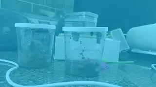 MGLVA Butterfly Update!!!