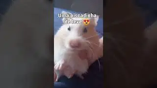 hamster s&iacute;rio Panda vive em m&eacute;dia de 1ano e meio at&eacute; 3 anos.