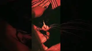 Cat Guts #behelit #berserk #cats #darkmagic #guts #magic #red #боль #страдания