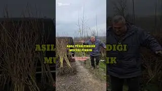 MUCİZE LEZZET&nbsp; AŞILI FINDIK&nbsp; #coryluscolurna #asilifindik #findik #tekdal #bolufindigi