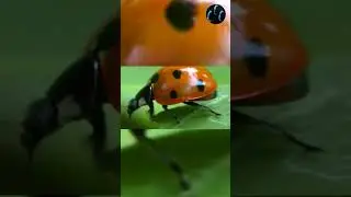 Ladybug On A Leaf #shorts #insect