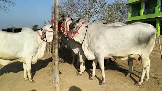 Chausa Cow Mandi चौसा पशु मेला बक्सर बिहार S. Pandey 5,3,2025