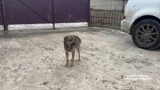 Поліцейські розпочали кримінальне провадження за фактом жорстокого поводження з твариною малолітнім