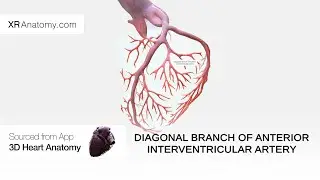 Diagonal branch of anterior interventricular artery