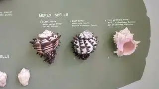 Mollusks from the Whitman collection