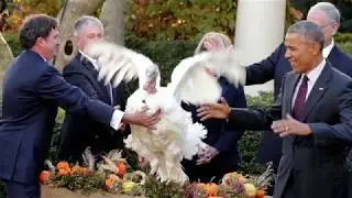History of the Presidential Turkey Pardon