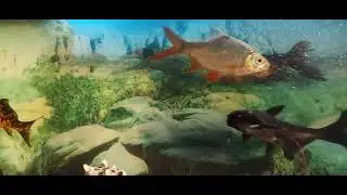 Fish aquarium# black fish# Golden fish# trout fish