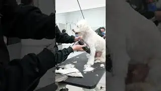 How to shave a dogs leg #grooming