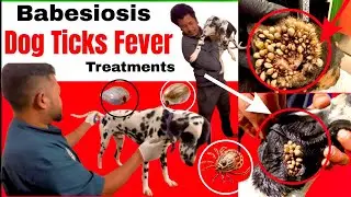 Dog Tick Removal Treatment at Home || Dog Tick Fever (Babesiosis) Full Treatment Guide | Dog Tick